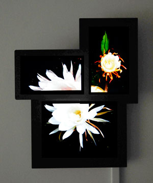 sleepwalkers (night blooming cereus)